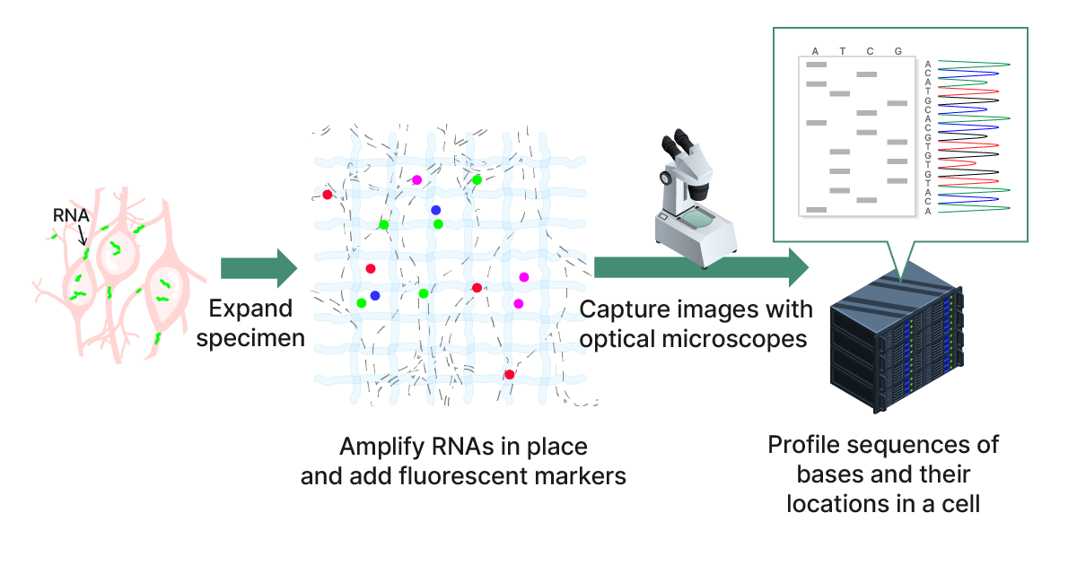 Conceptual Diagram of Expansion Sequencing (ExSeq) Image